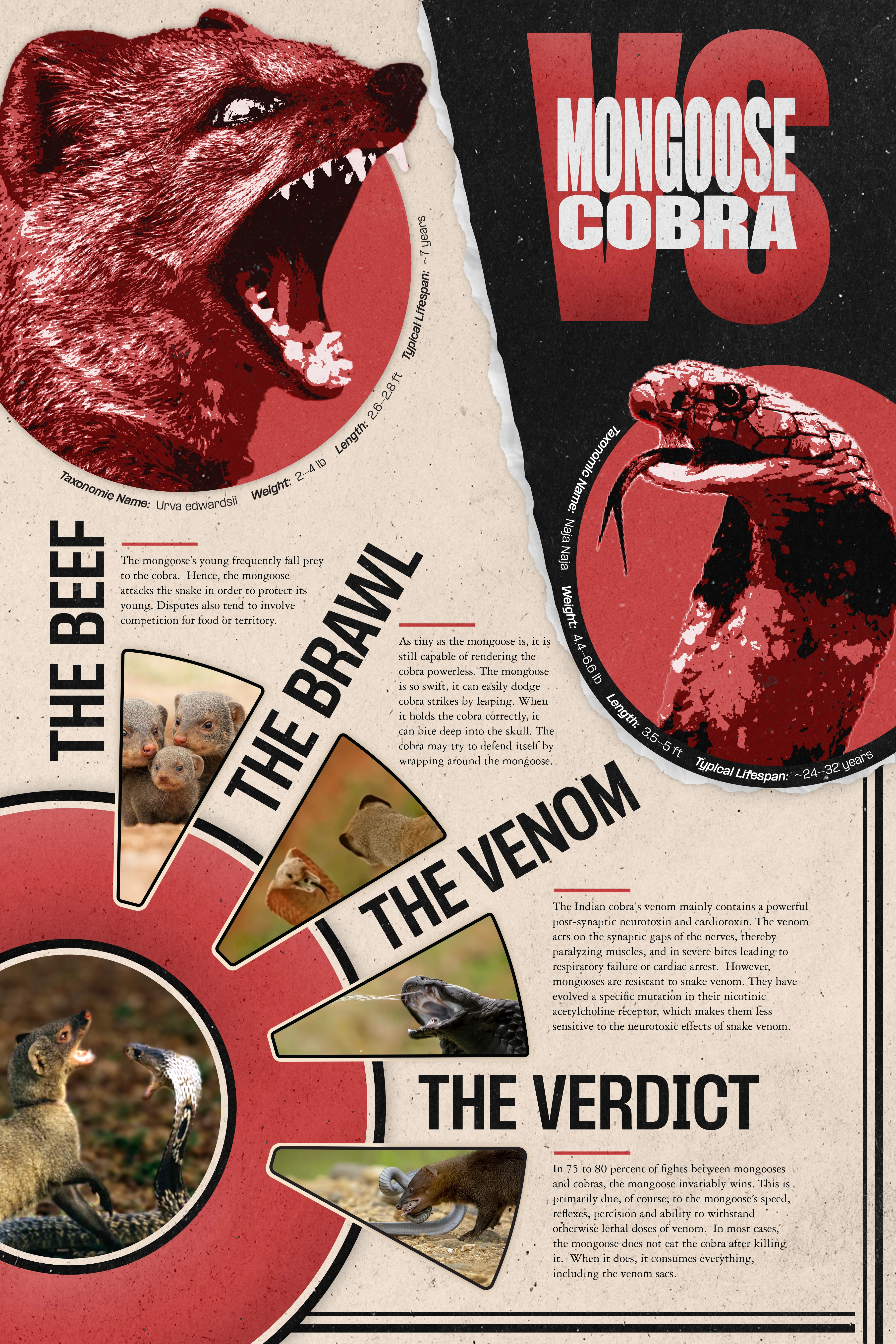 Versus Infographic: Mongoose vs. Cobra poster